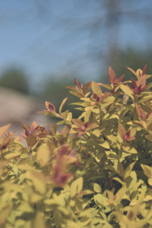 Colorful leaves in the garden, soft focus and shallow in springの写真素材