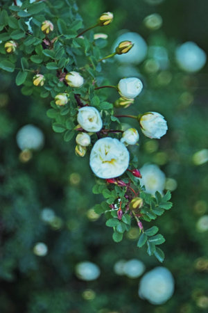 Close-up of beautiful white flowers on a green background, shallow depth of fieldの写真素材
