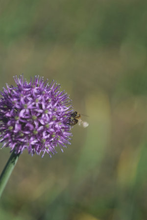 Bee on a purple onion flower in a spring meadow, shallow depth of fieldの写真素材
