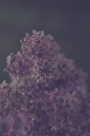 Beautiful lilac flowers on a dark background, selective focus