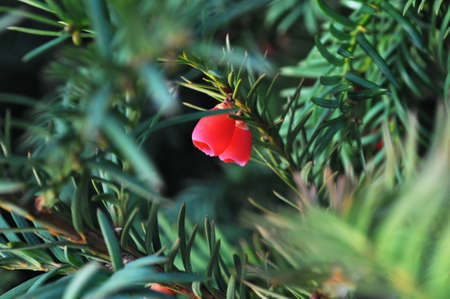 Two small red berries around a green spruceの写真素材