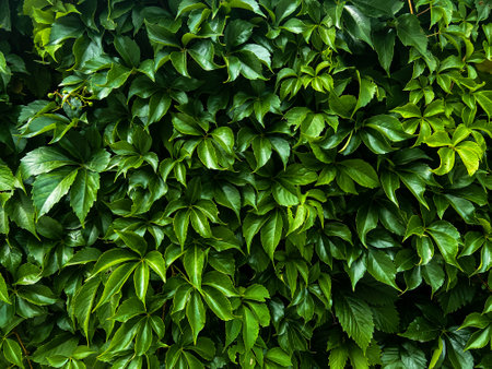 Wall of beautiful bright green grape leavesの写真素材