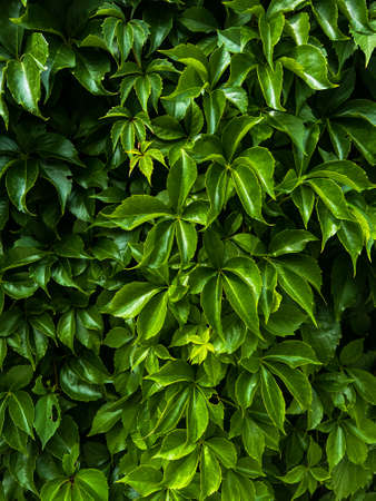 Wall of beautiful bright green grape leavesの写真素材