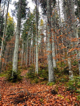 The tree trunks with fallen leaves in the forestの写真素材