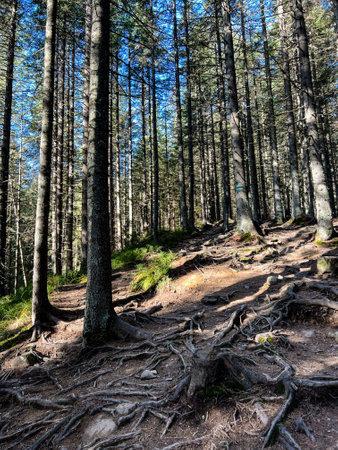 The tree trunks and roots with green grass in the forestの写真素材