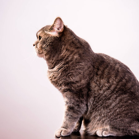 Gray cat on white backgroundの写真素材