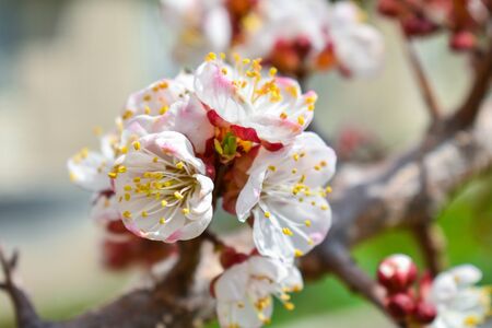 White cherry flowers on a blurry background. Place for an inscription.の写真素材