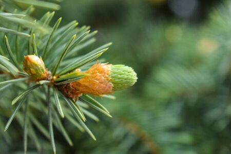 Macro of fir branches, spruce buds. Fresh twigs shoots, spruce branches are on a blurred coniferous background.の写真素材