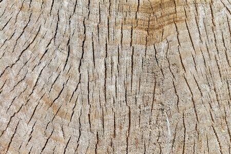 Closeup sectional texture of an old tree. The background is woodenの写真素材