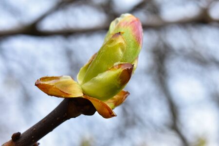 Young green buds on a brown branch in early spring close-up on a blurred background. Early spring.の写真素材