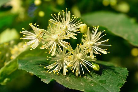 Flowers Blossoming Tree Linden Tree.の写真素材