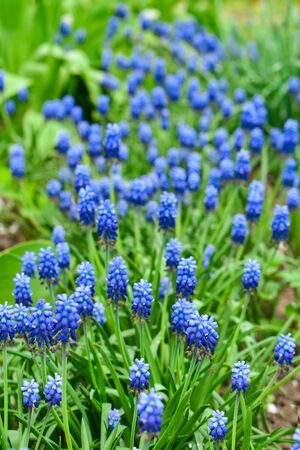 Blue flowers Muscari or murine hyacinth buds and leavesの写真素材