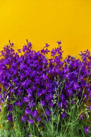 Beautiful purple flowers on a yellow background. Beautiful purple flowers on a yellow backgroundの写真素材