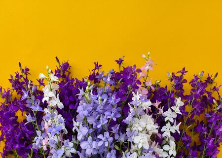 Beautiful purple, blue, pink flowers on a yellow background. Beautiful purple, blue, pink flowers on an orange backgroundの写真素材