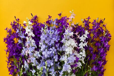 Beautiful purple flowers of different shades on a yellow background. Place for an inscription. The basis for the postcard.の写真素材