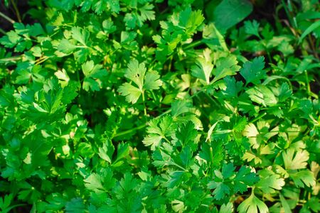Spicy parsley in the garden. The photo shows spicy parsley in the garden. Fresh Green Parsley In The Garden.の写真素材