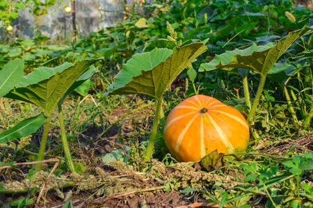 Pumpkin on garden bed. Big orange pumpkin growing in the gardenの写真素材