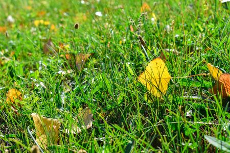 One yellow autumn leaf on green grass in the rays of sunlight.の写真素材