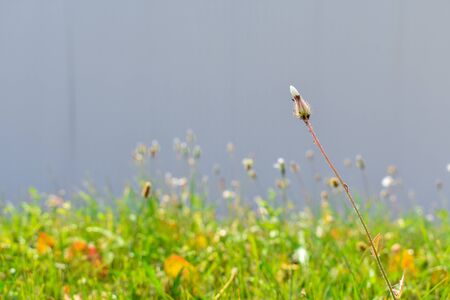 One spikelet of grass on a blurred background of green grass and a blue wall in the rays of sunlightの写真素材