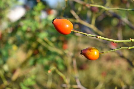 Ripe rosehip berries close up. Place for an inscription.の写真素材