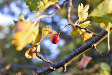 One hawthorn fruit on a tree branch in the rays of the autumn sun. Autumn conceptの写真素材