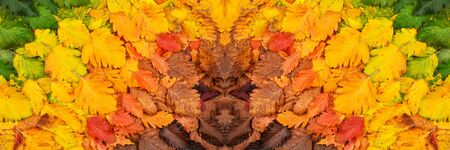 Colorful autumn leaves. View from above. Autumn background. The basis for the postcard. Banner.の写真素材