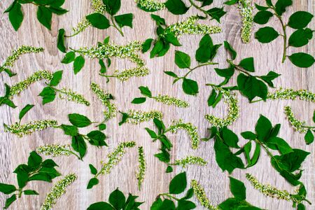 Dry flowers of white lilac with green leaves on a wooden background. Old, dried flowers of lilac.