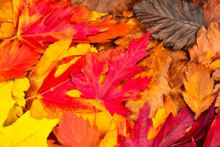 Beautiful green leaf on colorful colorful autumn leaves. View from above. Autumn background The...