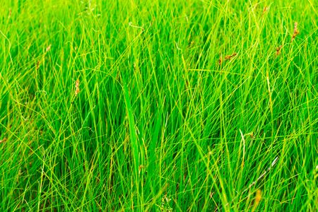 Lush green grass in the meadow with brown spikelets and seeds. Green grass background.
