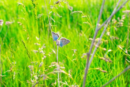 Blue butterfly in the green grass. Backgroundの写真素材