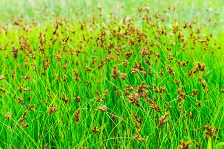 Lush green grass in the meadow with brown spikelets and seeds. Green grass background.の写真素材