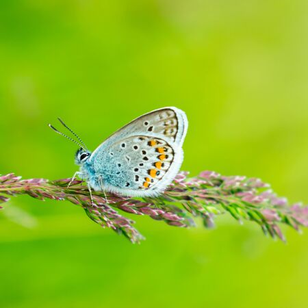 Blue butterfly in the green grass. Background