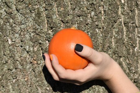 Female hand holds a pumpkin on a background of tree bark. Autumn composition. Side viewの写真素材