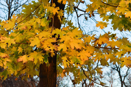 Autumn tree with yellow leaves. Fall. Yellow leaves on a tree