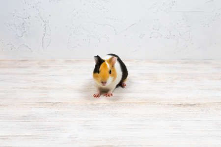 Multi-colored guinea pig on a white backgroundの写真素材