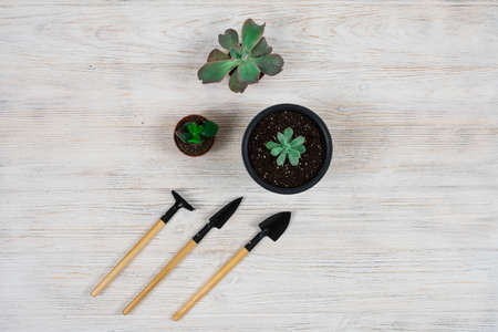 Transplanting cacti. Gardening tools shovel, rake, pot, cacti, cacti on a white wooden background....