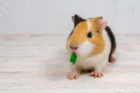 Red-haired with white spots guinea pig on a white wall background.の写真素材