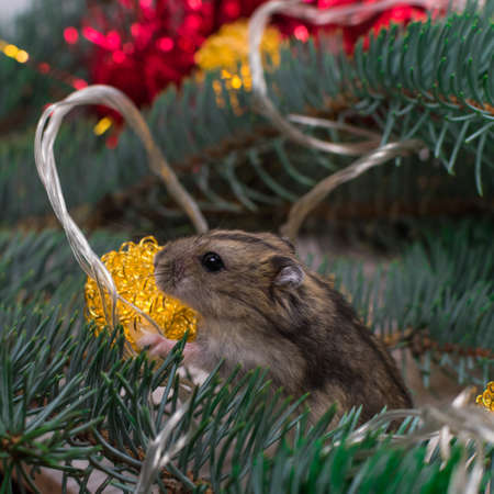 Dzungarian hamster on the branches of a Christmas tree against the background of garlands and new toys. New Years concept.の写真素材