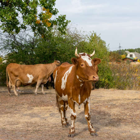 A variegated cow in the green countryside against the backdrop of a herd of cows and trees.の写真素材