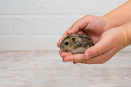 Small Dzungarian hamster in the arms of children. Place for an inscription.の写真素材