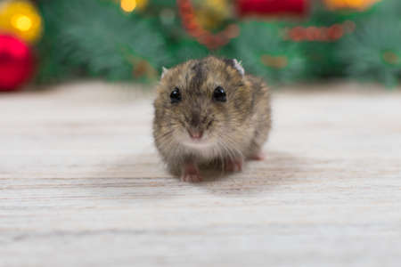 Dzungarian hamster on the branches of a Christmas tree against the background of garlands and new toys. New Years concept.の写真素材