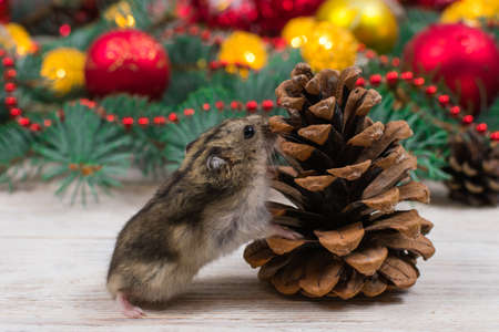 Dzungarian hamster sniffs a fir cone against the background of a New Year tree. New Year mood, New...