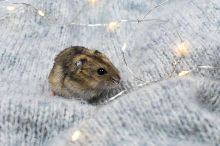 Dzungarian hamster on a gray knitted blanket, decorated with New Years garlands. Close-up.の写真素材
