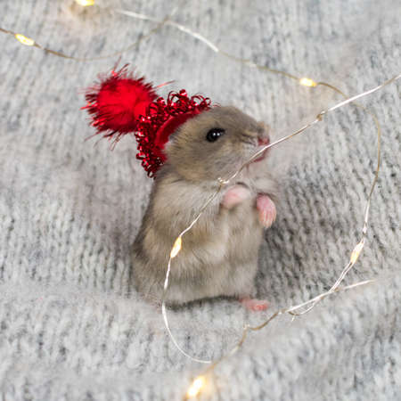 Dzungarian little hamster in a red Christmas hat on a gray knitted blanket, decorated with New Years garlands. Close-up.の写真素材