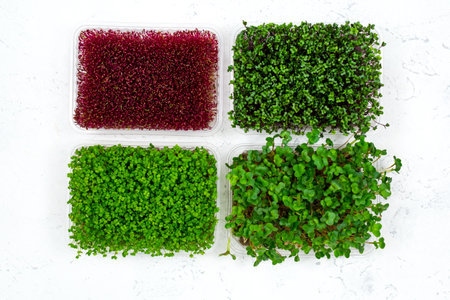 Fresh organic microgreens in a plastic container on a white background. Micro greens. View from above. Vegan and healthy food concept.の写真素材