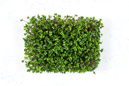 Fresh organic microgreens in a plastic container on a white background. Micro greens.の写真素材