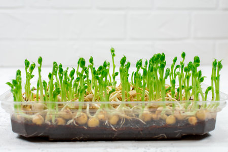 Pea sprouts for a healthy salad. Microgreens of green peas grown in a container. The concept of...