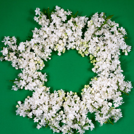 Circle of white lilac flowers on a green background. Minimal floral concept. Floral pattern as a layout for a greeting card, copy space for your text. Mothers Day. Womens holiday.の写真素材