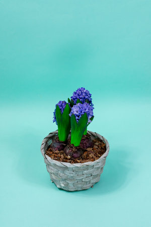 A bouquet of three blue hyacinths in a basket on a light blue background. Congratulation. Copy space.の写真素材