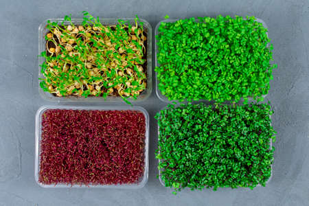 Fresh organic microgreens in a plastic container on a gray concrete background. Micro greens. Vegan and healthy food concept.の写真素材